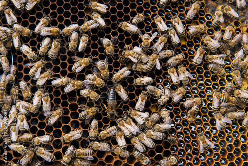 bees on honeycomb with bee uterus. Queen bee in the center.
