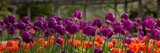 Purple and Orange Tulips