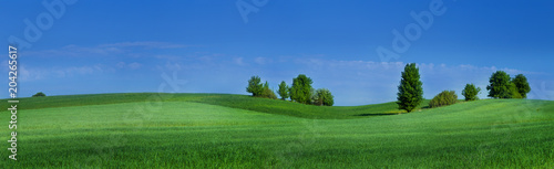 Gentle hills covered with green cereal with a few trees on the edge and a blue sky © Pawel Horazy