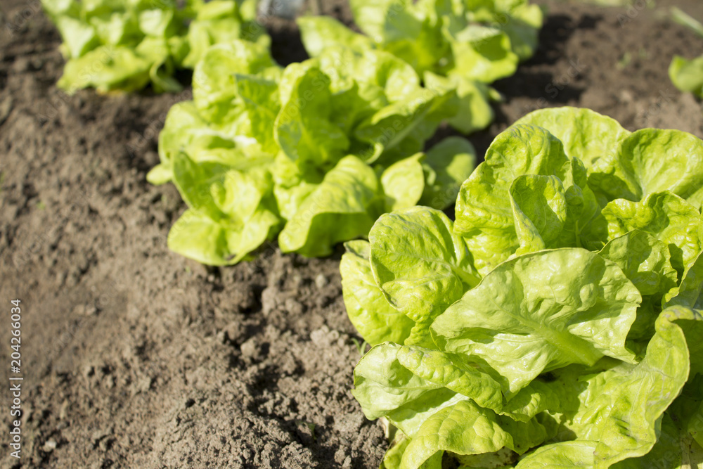Lettuce planted on the farm Lettuce planted on the farm