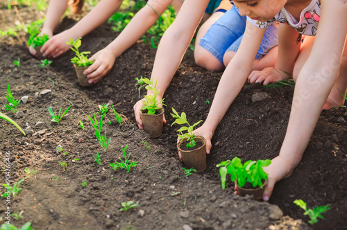 Wallpaper Mural Children's hands planting young tree on black soil together as the world's concept of rescue Torontodigital.ca