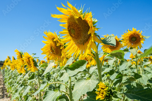Field of sunflowers, La Rioja, Spain