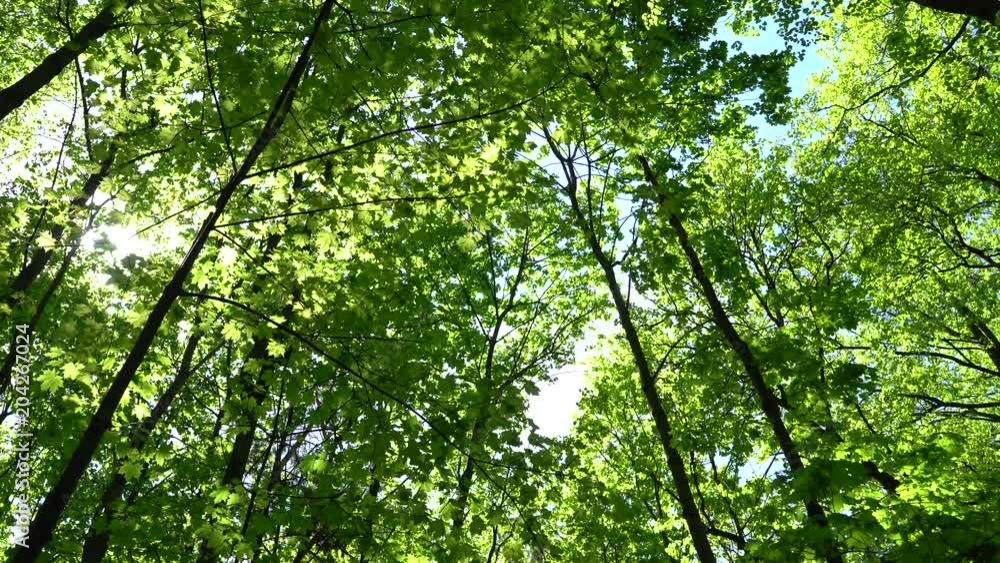 Crowns of trees with bright afternoon sun and rays. Crowns of trees with bright afternoon sun and rays.
