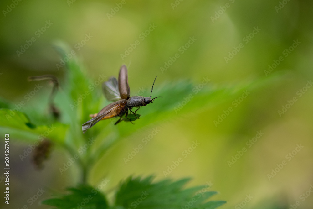 Click Beetle (Athous haemorrhoidalis) in flight Click Beetle (Athous haemorrhoidalis) in flight