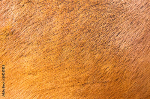 Close up brown horse textured