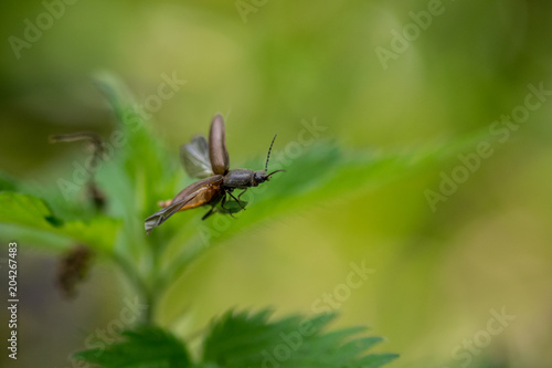 Click Beetle (Athous haemorrhoidalis) in flight