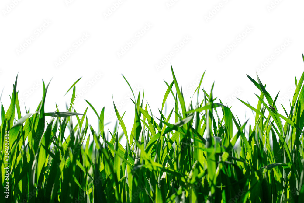 Fototapeta premium Grass isolated on white background.