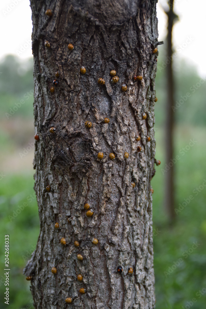 Swarm of ladybugs on a tree trunk Swarm of ladybugs on a tree trunk