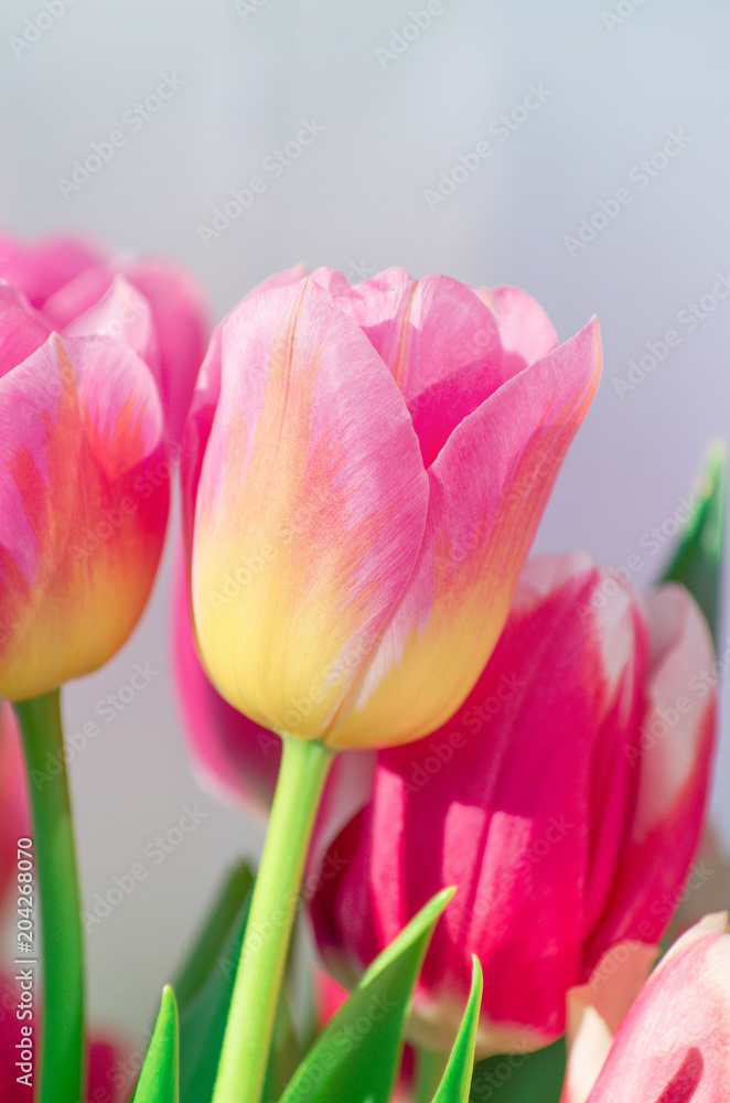 Fototapeta premium Pink tulip background