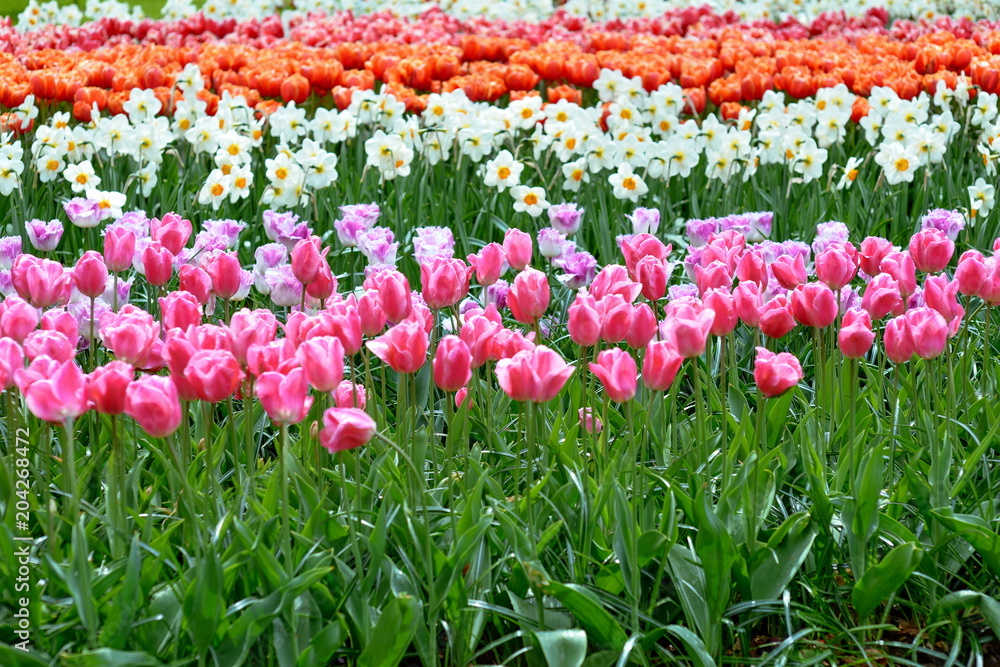 different kinds of tulips and the colorful flowers in the king's flowers garden Keukenhof (Garden of Europe), Holland, The Netherlands