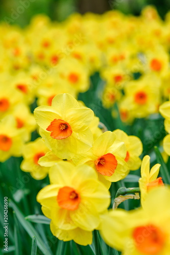 yellow daffodils in spring 