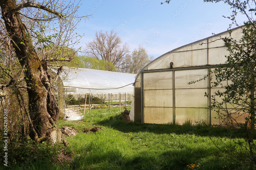 spring, flowers cultivation under transparent plastic tents spring, flowers cultivation under transparent plastic tents