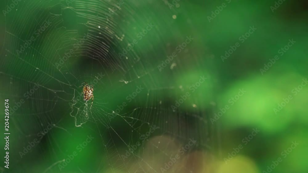 Spider in its web - (4K) Spider in its web - (4K)