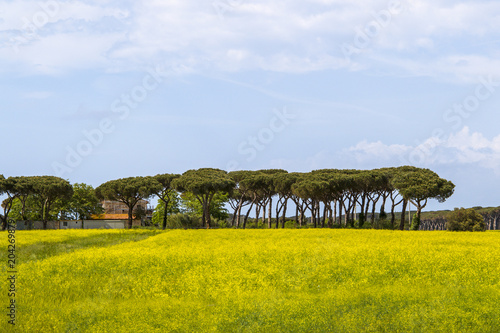Rural landscape in the Italian Tuscany