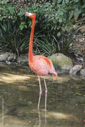 Flamingp photo