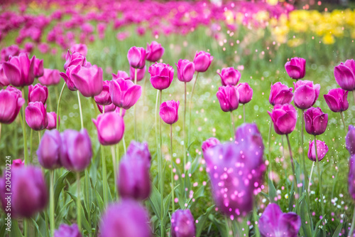 Spring flowers purple tulips background 