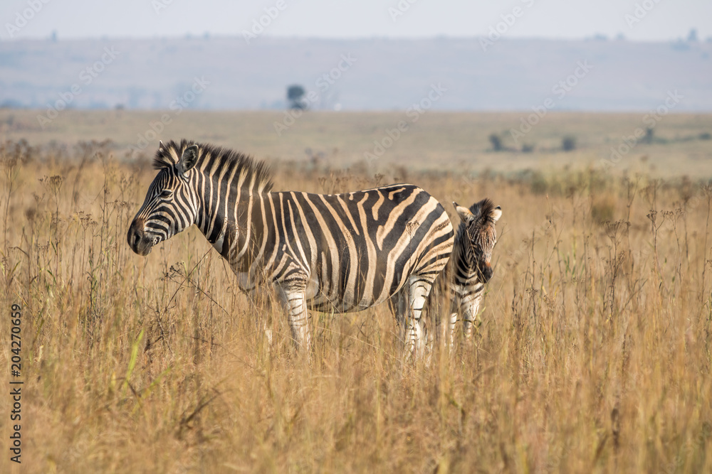 Plains Zebras