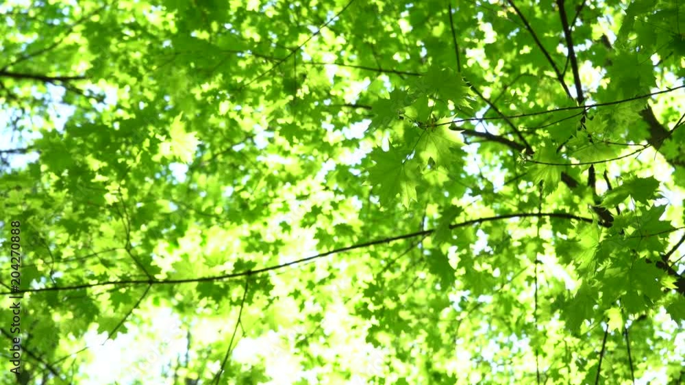 Crowns of trees with bright afternoon sun and rays. Crowns of trees with bright afternoon sun and rays.