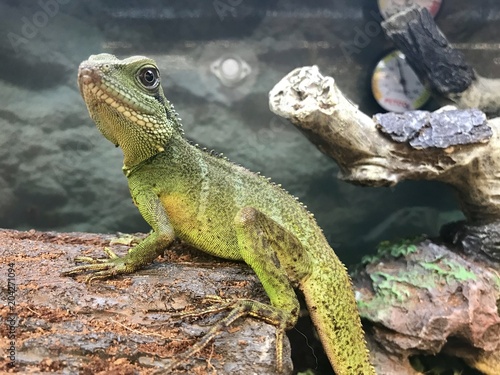 Pet lizard in a terrarium