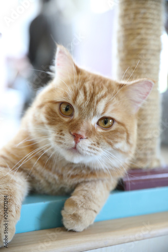 Wallpaper Mural Cute cat looking relax Torontodigital.ca