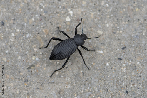 beetle in the garden