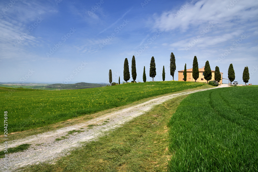 tuscany landscape, farming house with italian cypress trees and rural white road in spring, green fields. Located in Siena countryside.