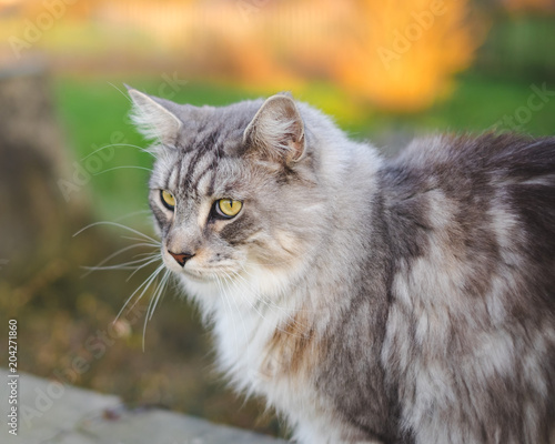 Chat main coon aux couleurs d'automne