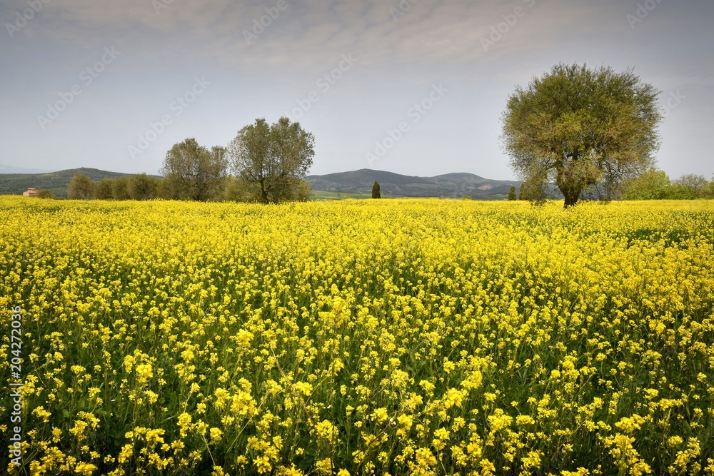 Springtime in the Tuscan countryside, near Pienza (Siena) with beautiful field of yellow flowers and olive trees. Italy