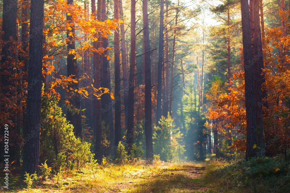 Fototapeta premium Jesienna scena leśna