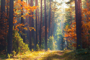 Foto auf Leinwand Wald Herbstwaldszene  © alexugalek