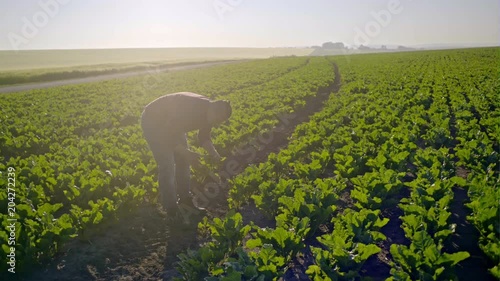 The young farmer checks the crop of young beet on the background of the morning sunrise photo