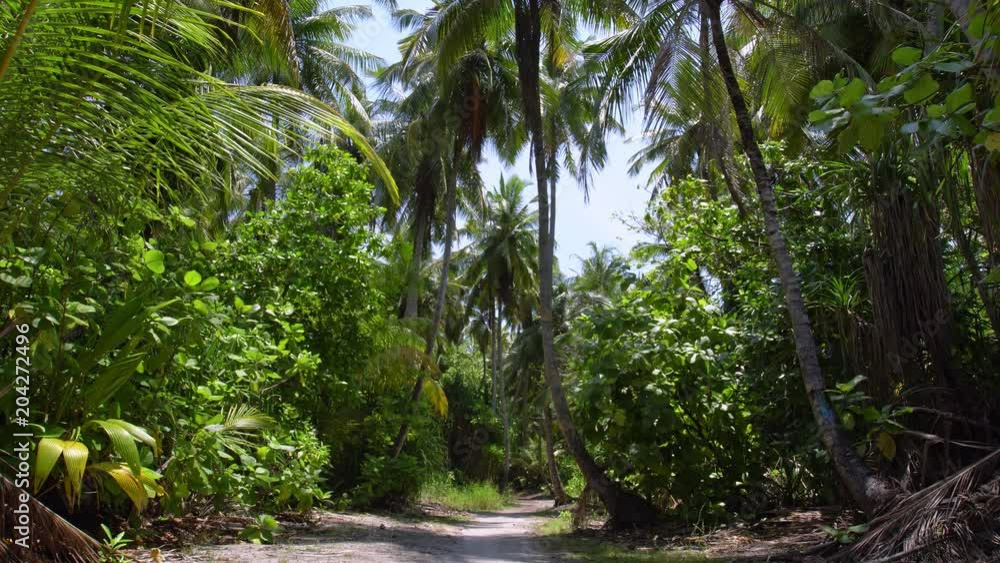 Palm trees forest. Wild and uninhabited tropical nature Palm trees forest. Wild and uninhabited tropical nature