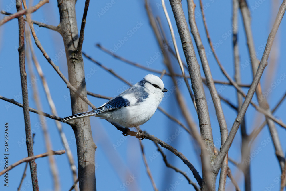 Azure Tit (Parus cyanus)