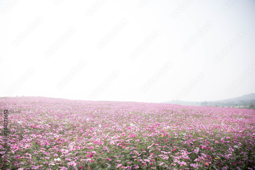 Naklejka premium Cosmos flowers background in vintage style