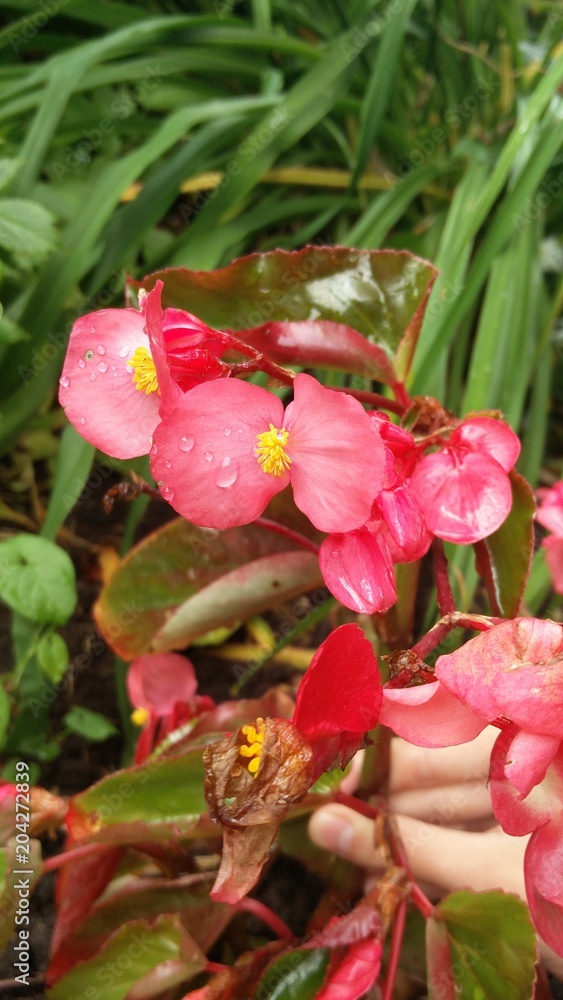 Des gouttes d'eau sur une fleur Des gouttes d'eau sur une fleur