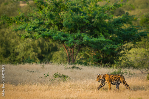 A tiger cub from ranthambore national park