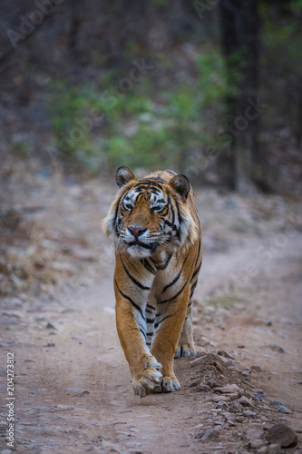 A tiger with unusual expression from Ranthambore National Park
