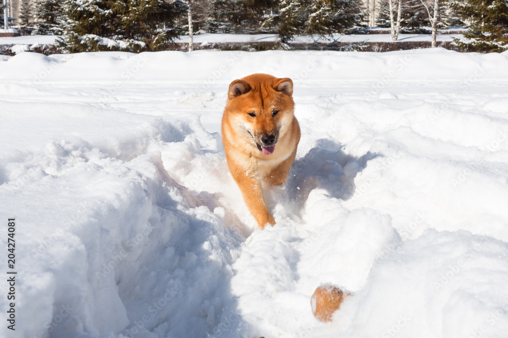 Red Shiba inu dog is playing and running in a snow park in winter Red Shiba inu dog is playing and running in a snow park in winter