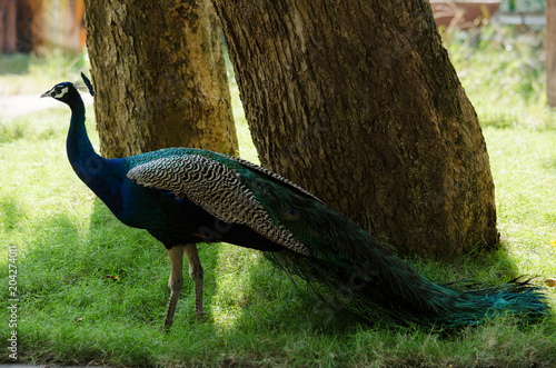 The India peafowl is walking for food on the ground photo