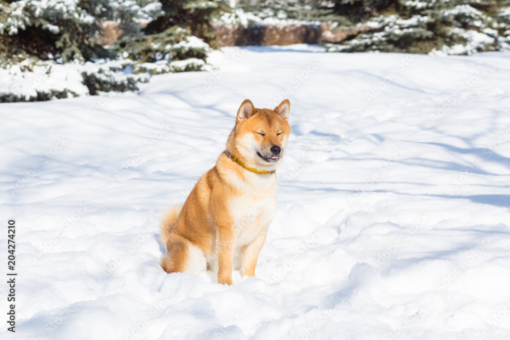 Red Shiba inu dog is playing and running in a snow park in winter Red Shiba inu dog is playing and running in a snow park in winter