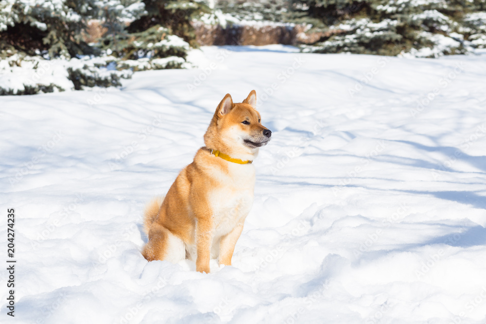 Dog breed red Shiba inu walking in winter forest, running and playing outdoors