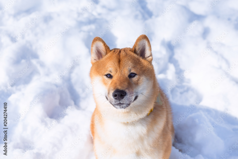 Dog breed red Shiba inu walking in winter forest, running and playing outdoors Dog breed red Shiba inu walking in winter forest, running and playing outdoors