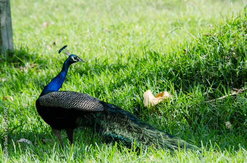 The India peafowl is walking for food on the ground photo