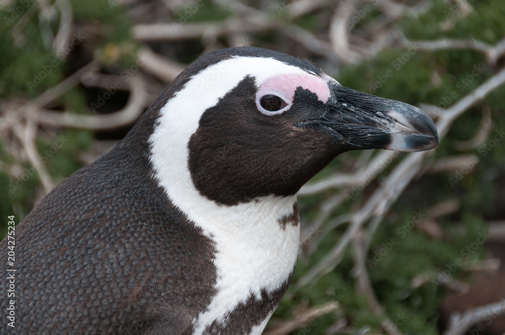 Naklejka premium African penguin closeup portrait