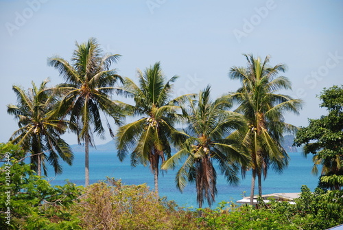 View of palm trees and clear blue sea  Thailand