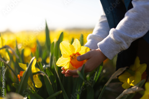 Fototapeta Naklejka Na Ścianę i Meble -  Closeup of a child hand holding big yellow daffodil in a flower field. Spring concept