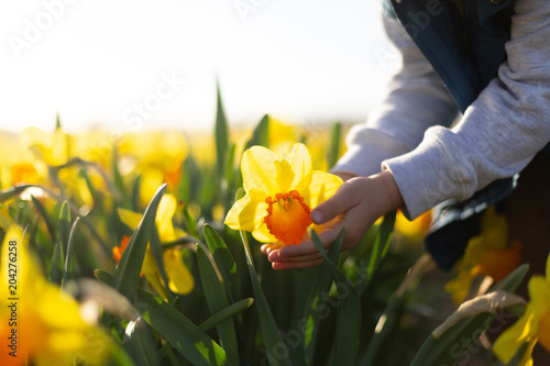 Fototapeta Naklejka Na Ścianę i Meble -  Closeup of a child hand holding big yellow daffodil. Spring concept. Mother‘s day concept 