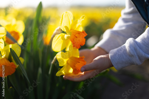 Fototapeta Naklejka Na Ścianę i Meble -  Close-up of a little hand holding big yellow daffodils. Mother day concept
