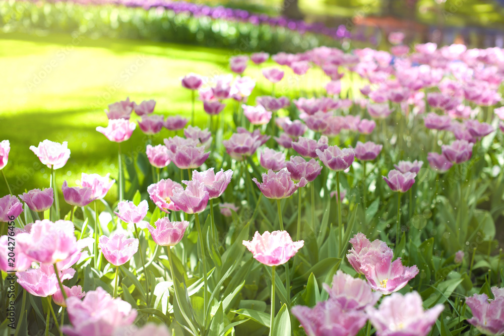 Purple tulips and green grass. Park with flowers Keukenhof in the spring. Holland. Background Purple tulips and green grass. Park with flowers Keukenhof in the spring. Holland. Background