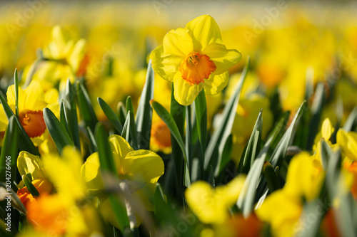 Fototapeta Naklejka Na Ścianę i Meble -  Nahaufnahme von wunderschönen gelben Narzissen